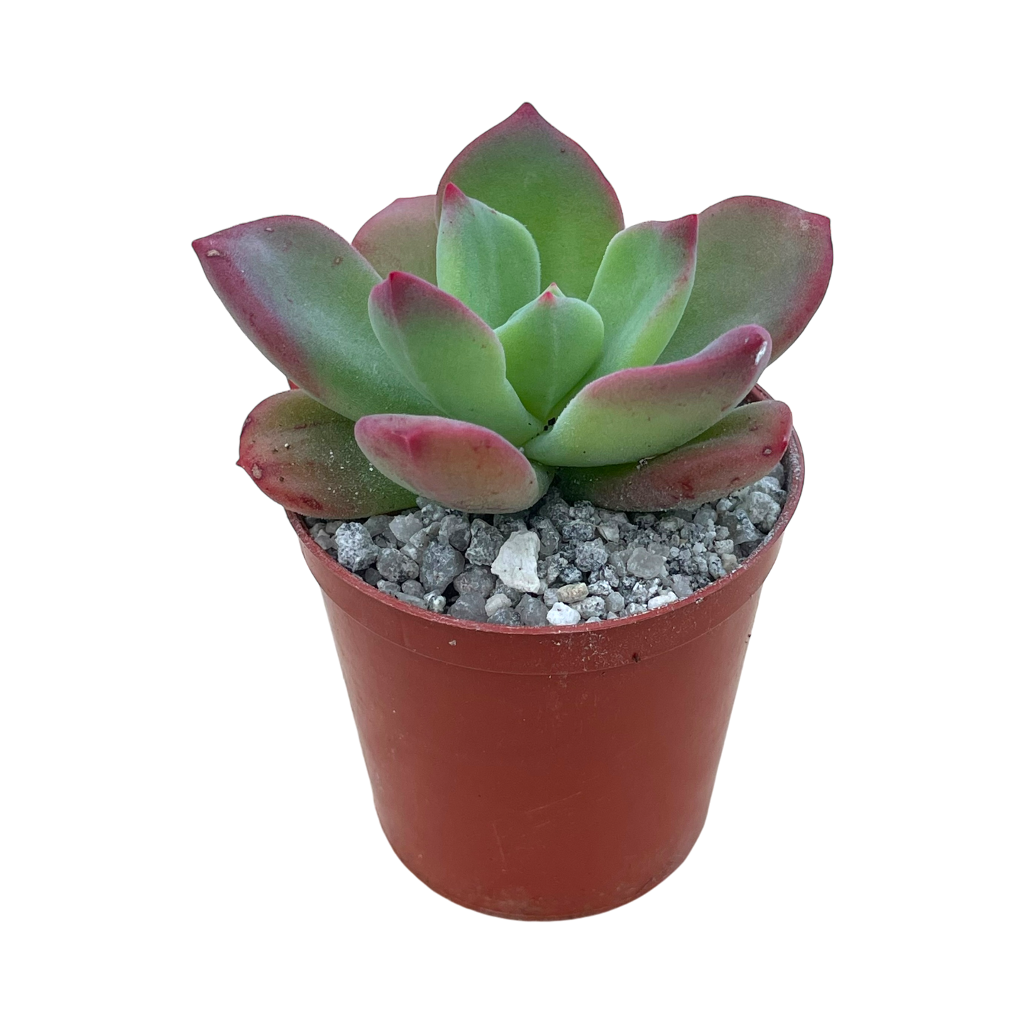 Echeveria 'Green Rose'