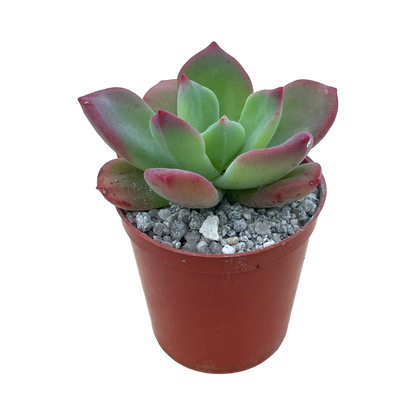 Echeveria 'Green Rose'