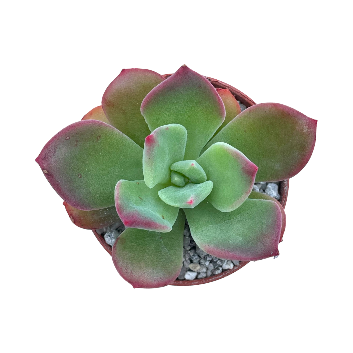 Echeveria 'Green Rose'