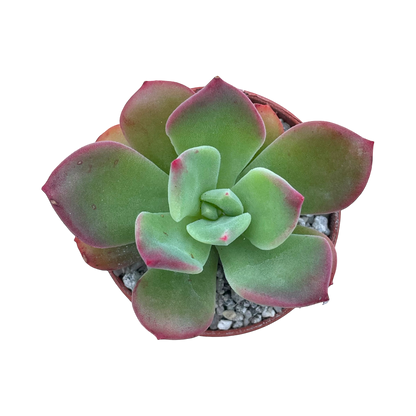 Echeveria 'Green Rose'