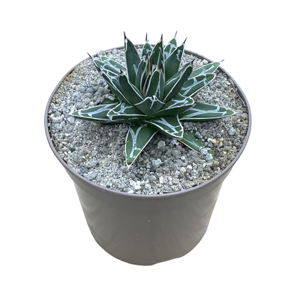 Agave victoriae-reginae