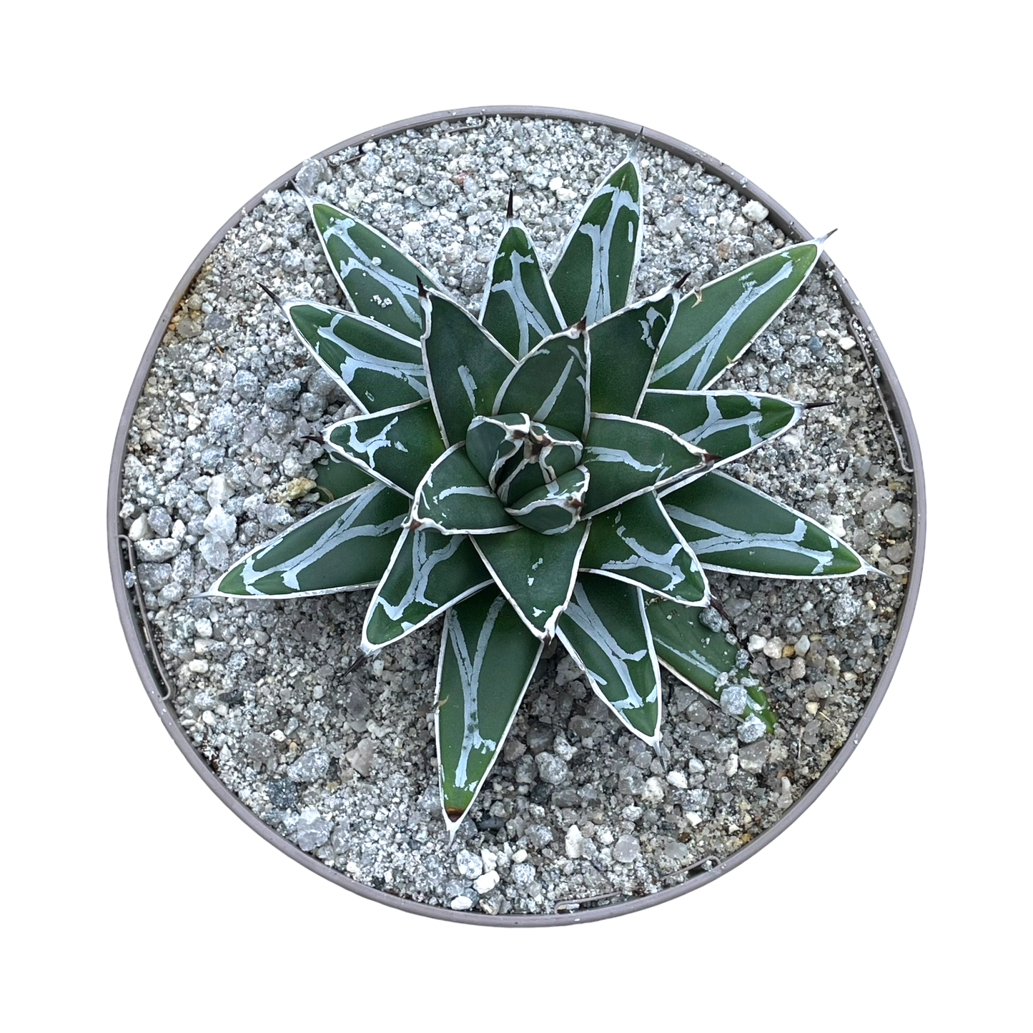 Agave victoriae-reginae