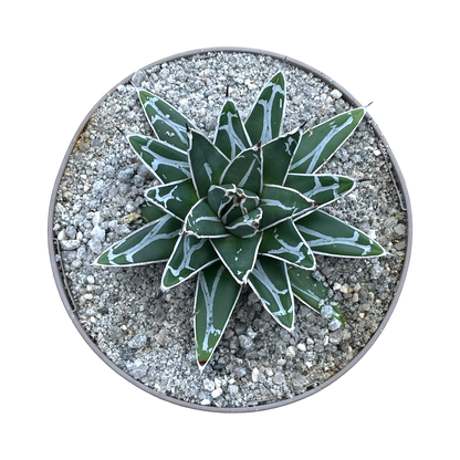 Agave victoriae-reginae