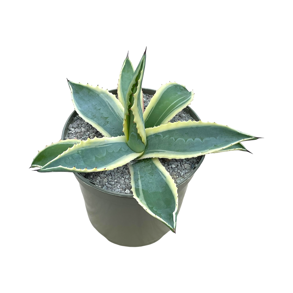 アガベ・アメリカーナ・フ・バリエガータ – Surreal Succulents アガベ・アメリカーナ・フ・バリエガータ – Surreal Succulents