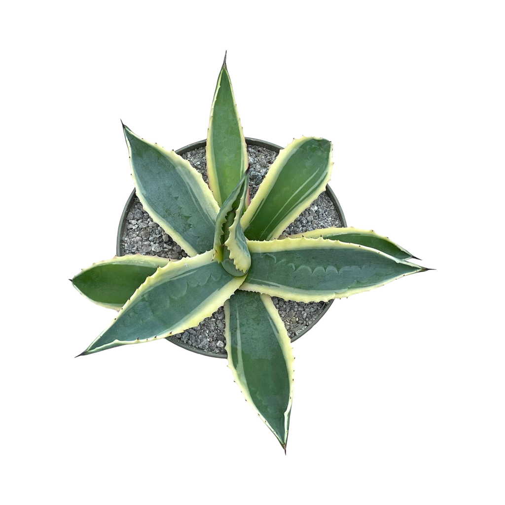 アガベ・アメリカーナ・フ・バリエガータ – Surreal Succulents アガベ・アメリカーナ・フ・バリエガータ – Surreal Succulents