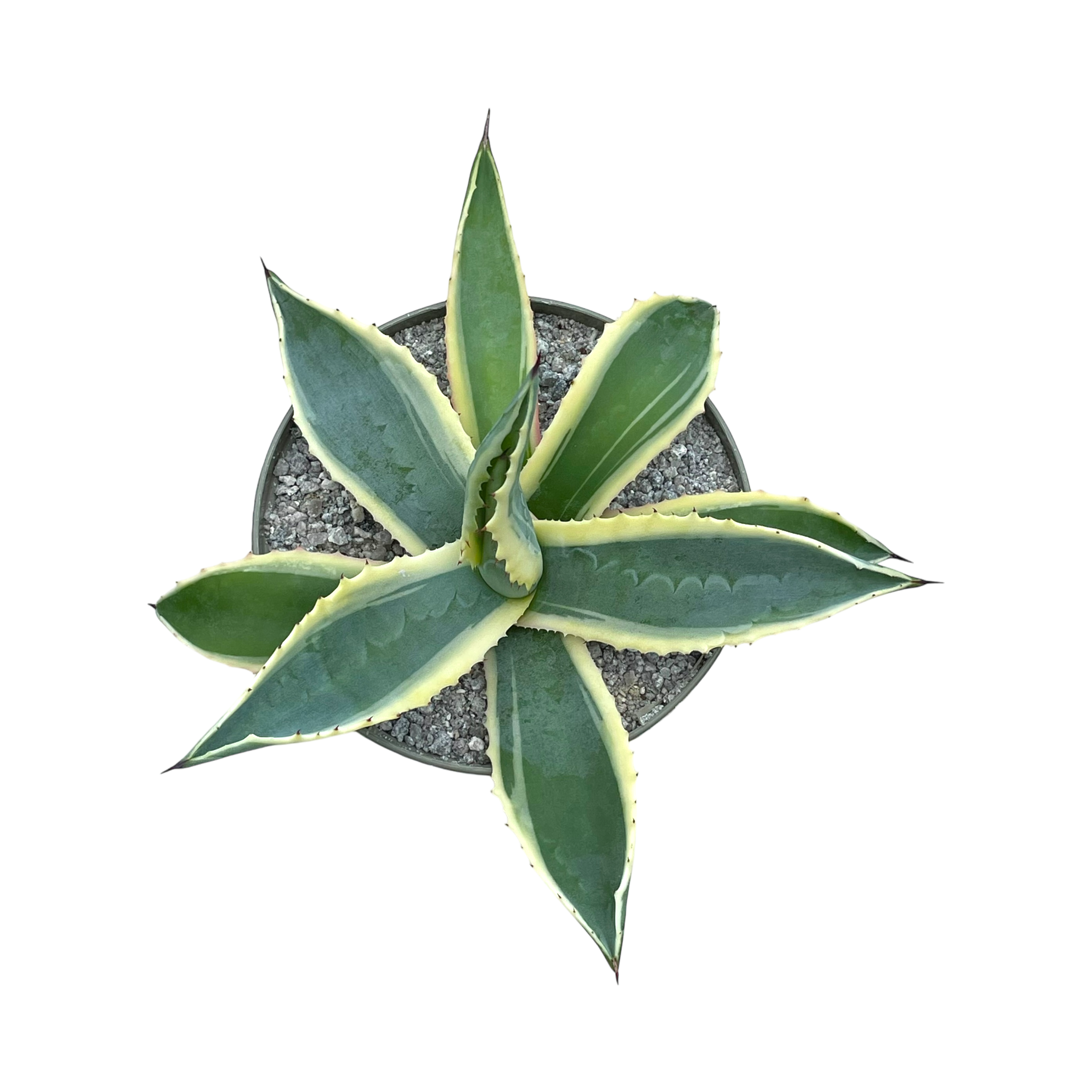 アガベ・アメリカーナ・フ・バリエガータ – Surreal Succulents アガベ・アメリカーナ・フ・バリエガータ – Surreal Succulents