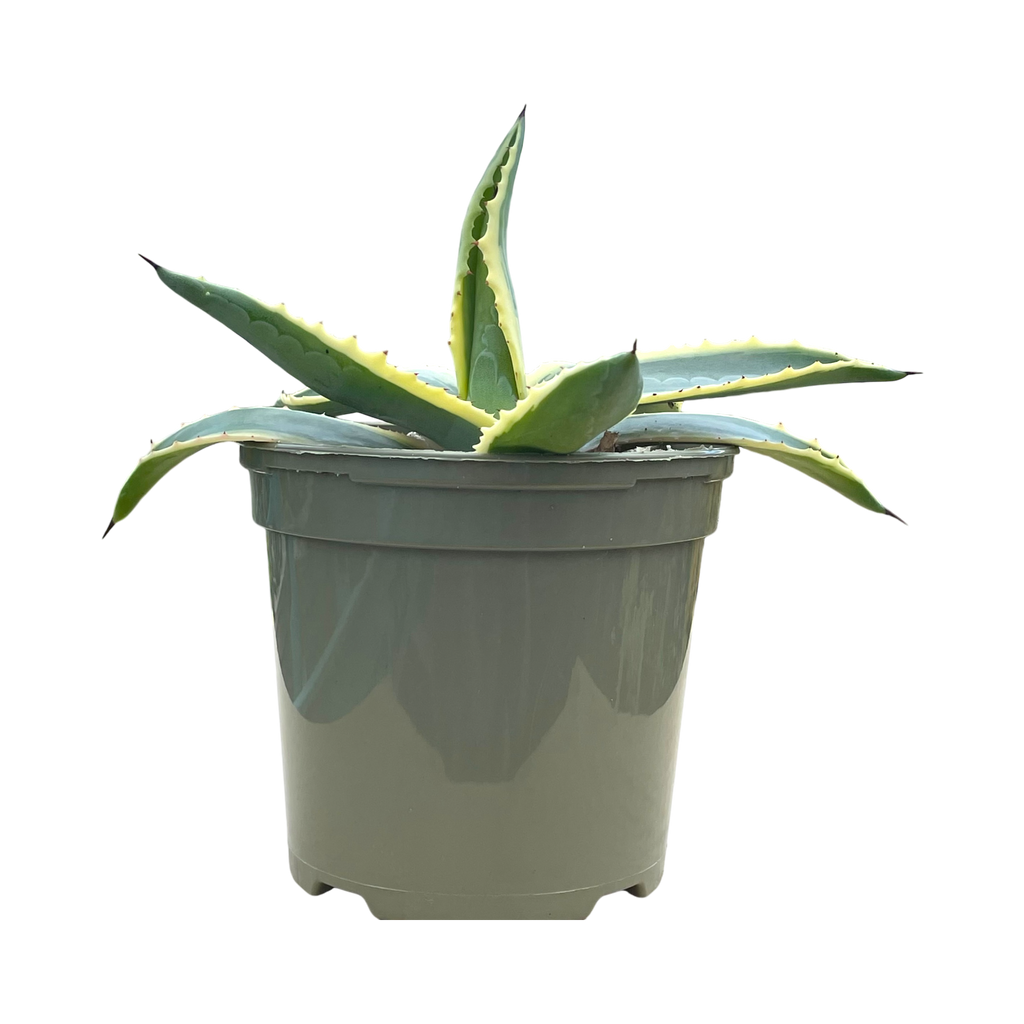 アガベ・アメリカーナ・フ・バリエガータ – Surreal Succulents アガベ・アメリカーナ・フ・バリエガータ – Surreal Succulents