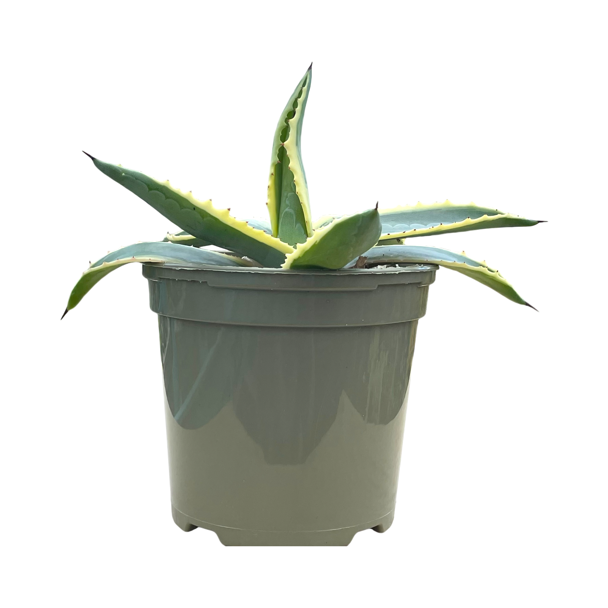 アガベ・アメリカーナ・フ・バリエガータ – Surreal Succulents アガベ・アメリカーナ・フ・バリエガータ – Surreal Succulents