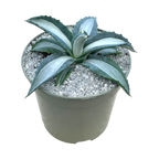 Agave americana 'Mediopicta Alba'