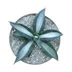 Agave americana 'Mediopicta Alba'