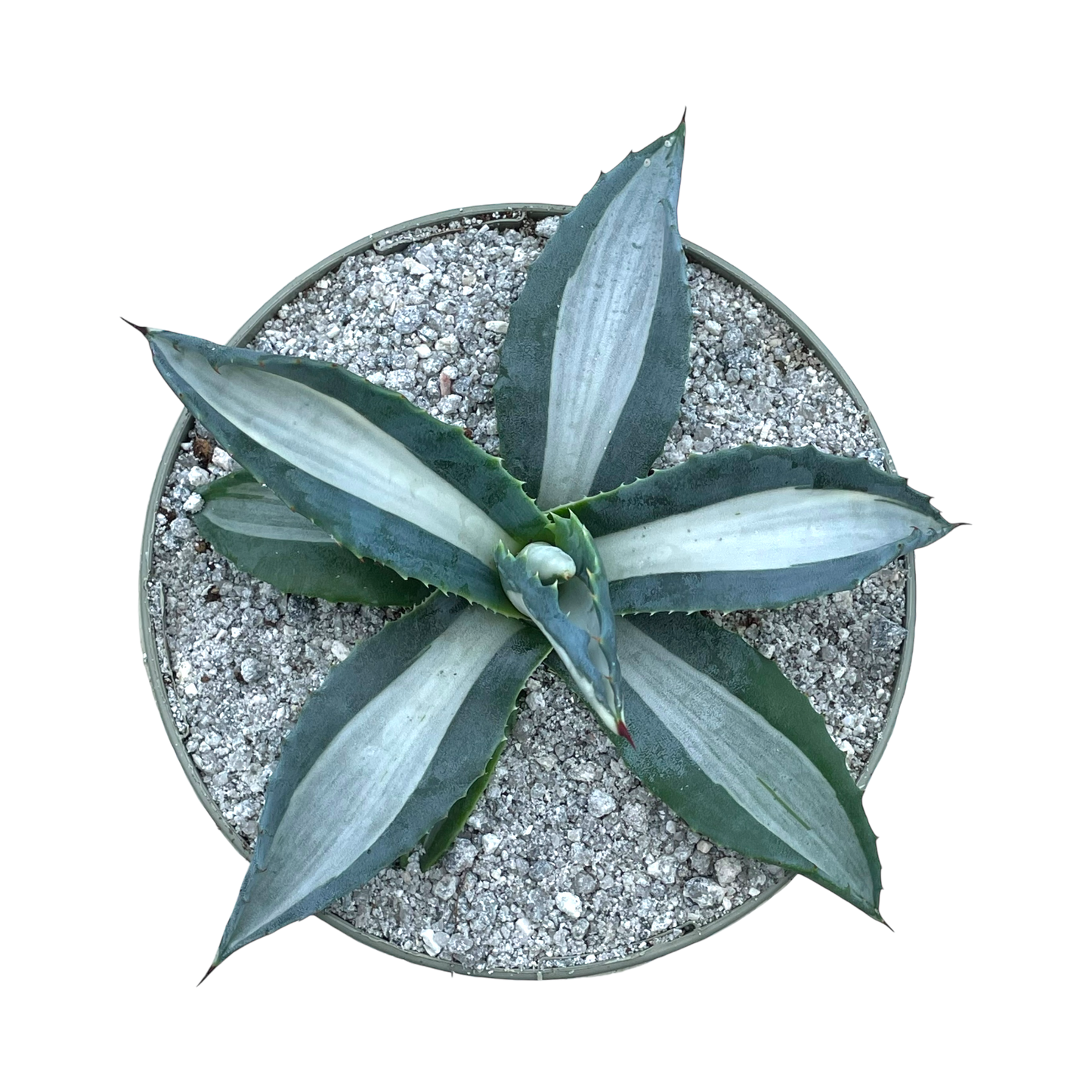 Agave americana 'Mediopicta Alba'