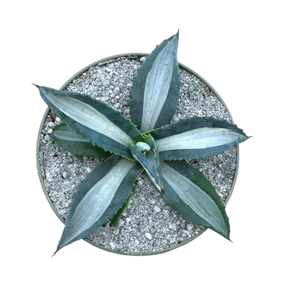 Agave americana 'Mediopicta Alba'