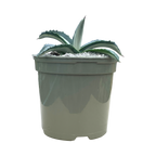 Agave americana 'Mediopicta Alba'