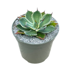 Agave potatorum 'Kissho Kan'