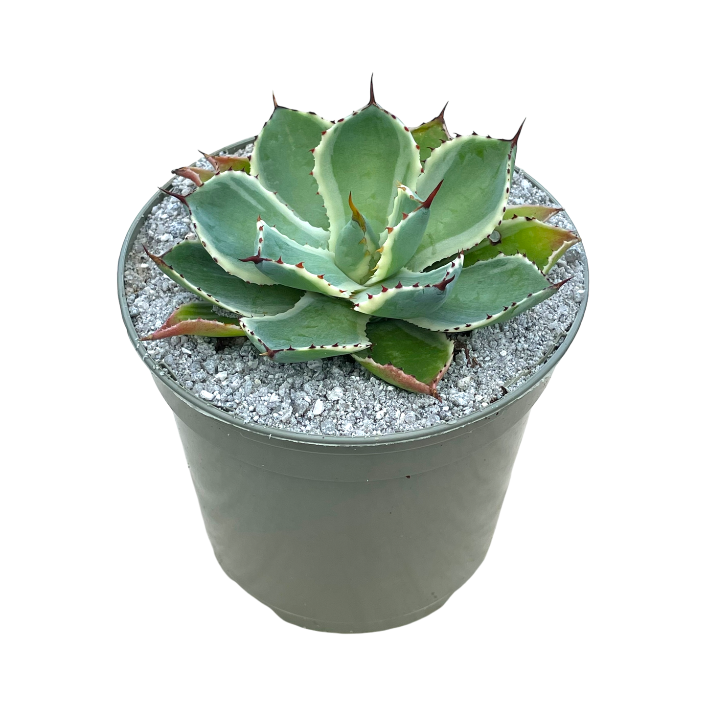 Agave potatorum 'Kissho Kan'