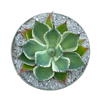 Agave potatorum 'Kissho Kan'