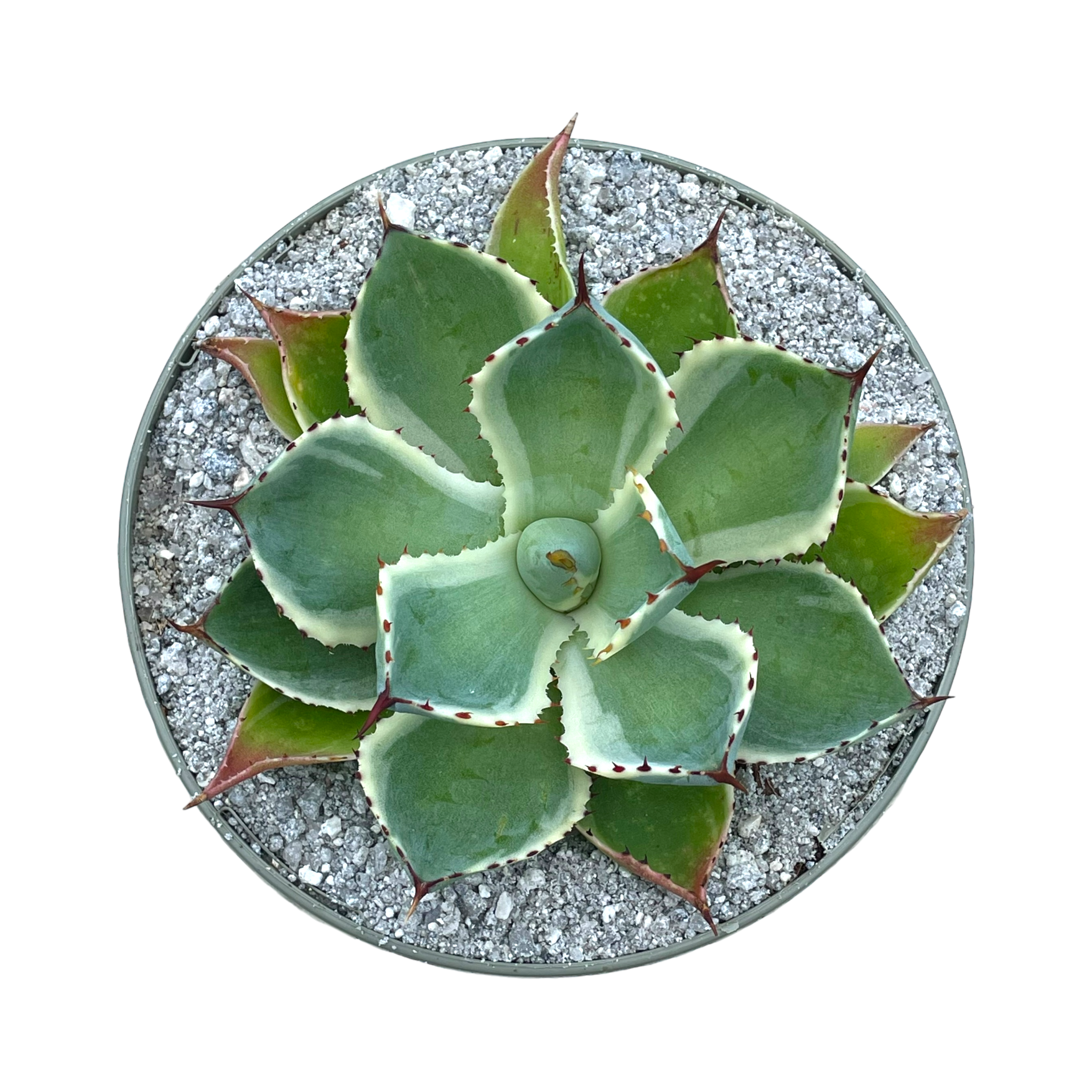 Agave potatorum 'Kissho Kan'