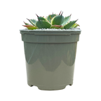 Agave potatorum 'Kissho Kan'