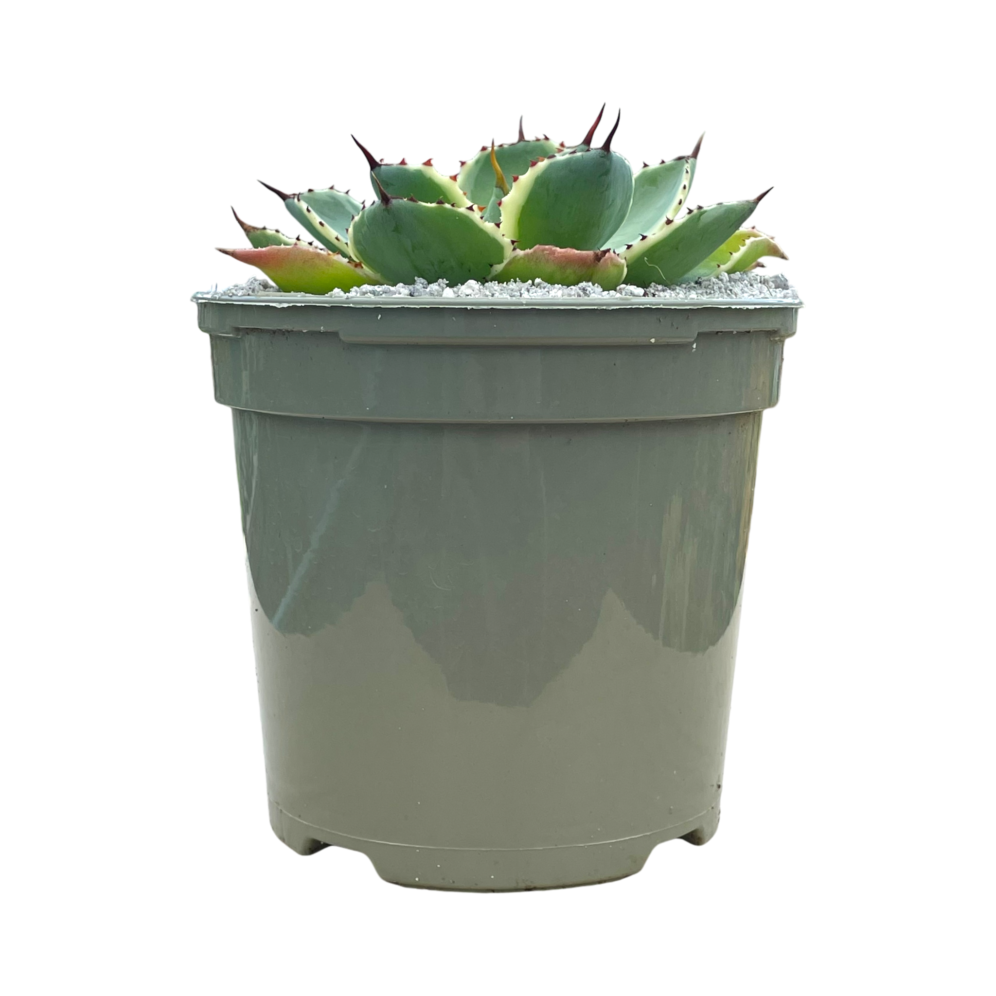 Agave potatorum 'Kissho Kan'