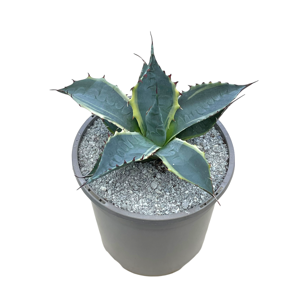 アガベ・パラサナ「ファイヤーボール」 – Surreal Succulents アガベ・パラサナ「ファイヤーボール」 – Surreal Succulents