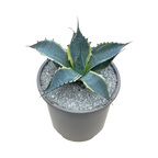 Agave parrasana 'Fireball'