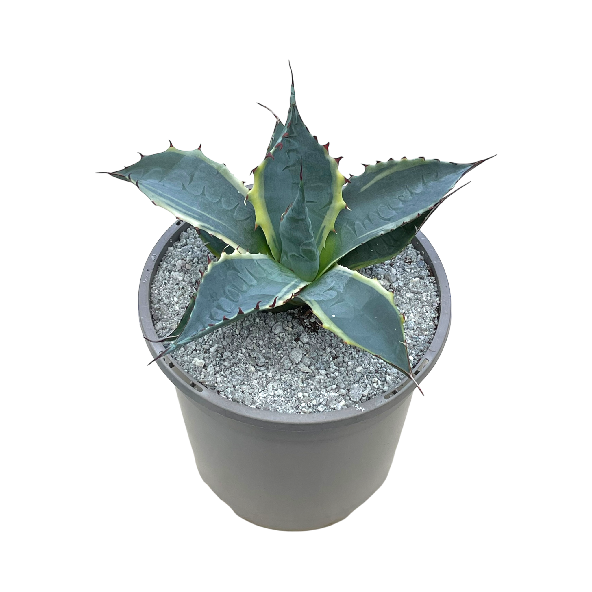 Agave parrasana 'Fireball'