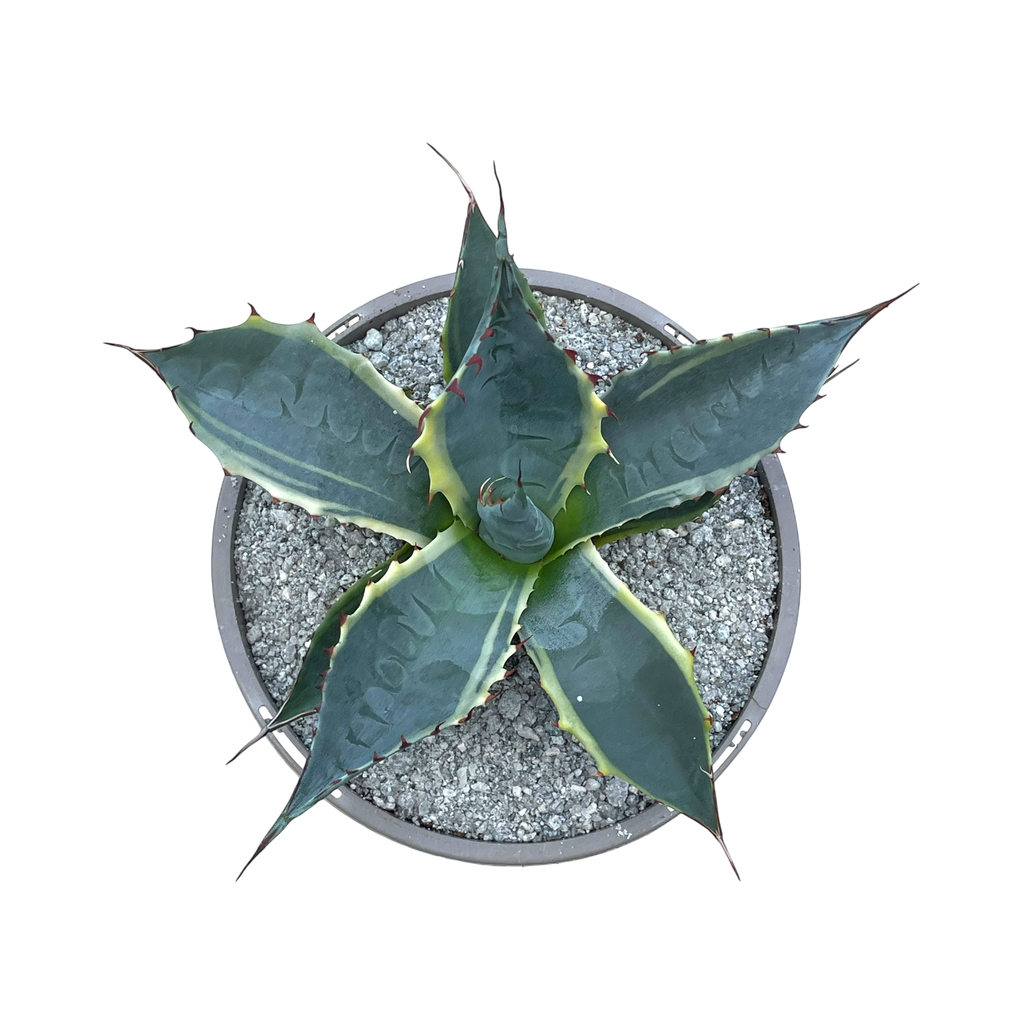 アガベ・パラサナ「ファイヤーボール」 – Surreal Succulents アガベ・パラサナ「ファイヤーボール」 – Surreal Succulents