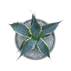 Agave parrasana 'Fireball'