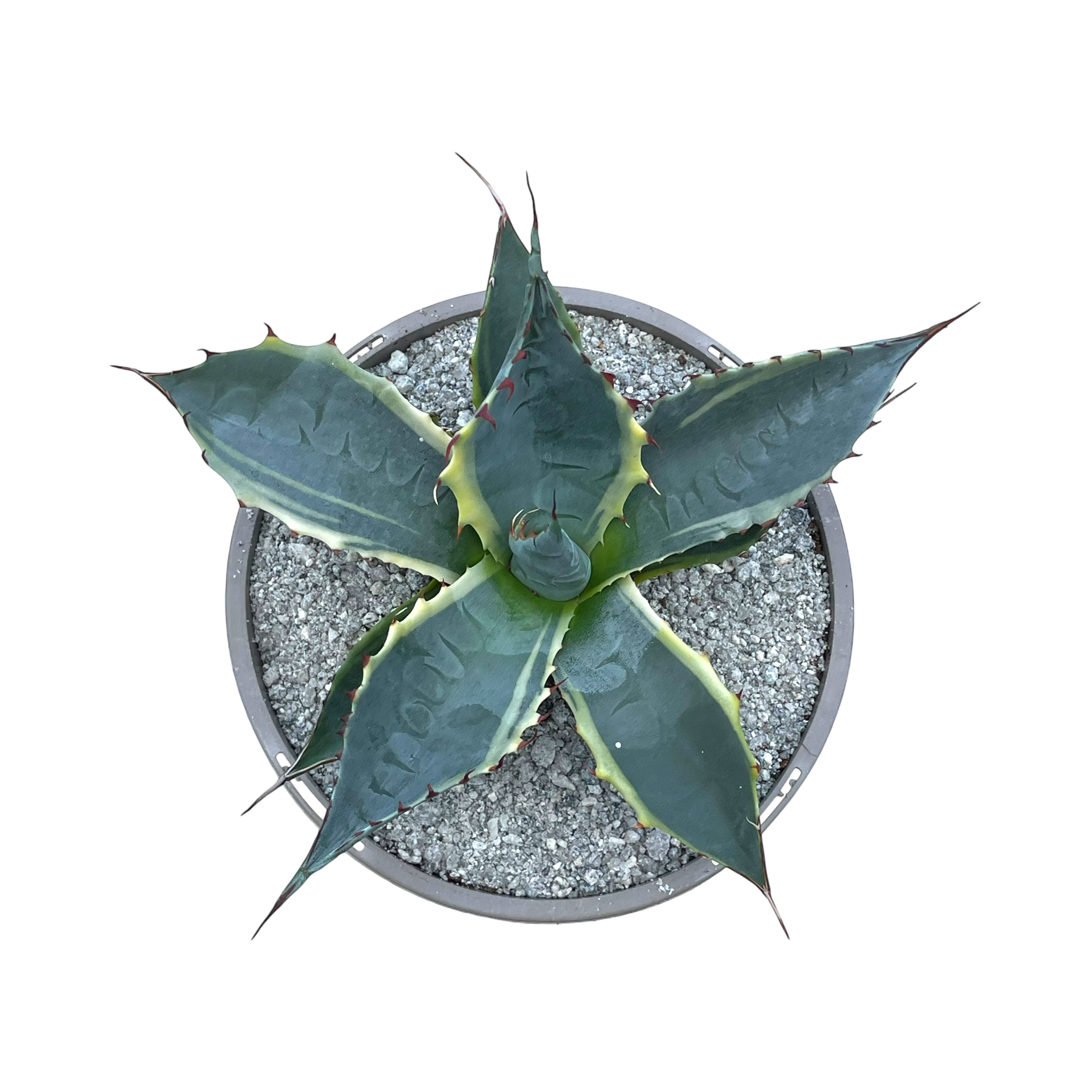 Agave parrasana 'Fireball'