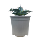 Agave parrasana 'Fireball'