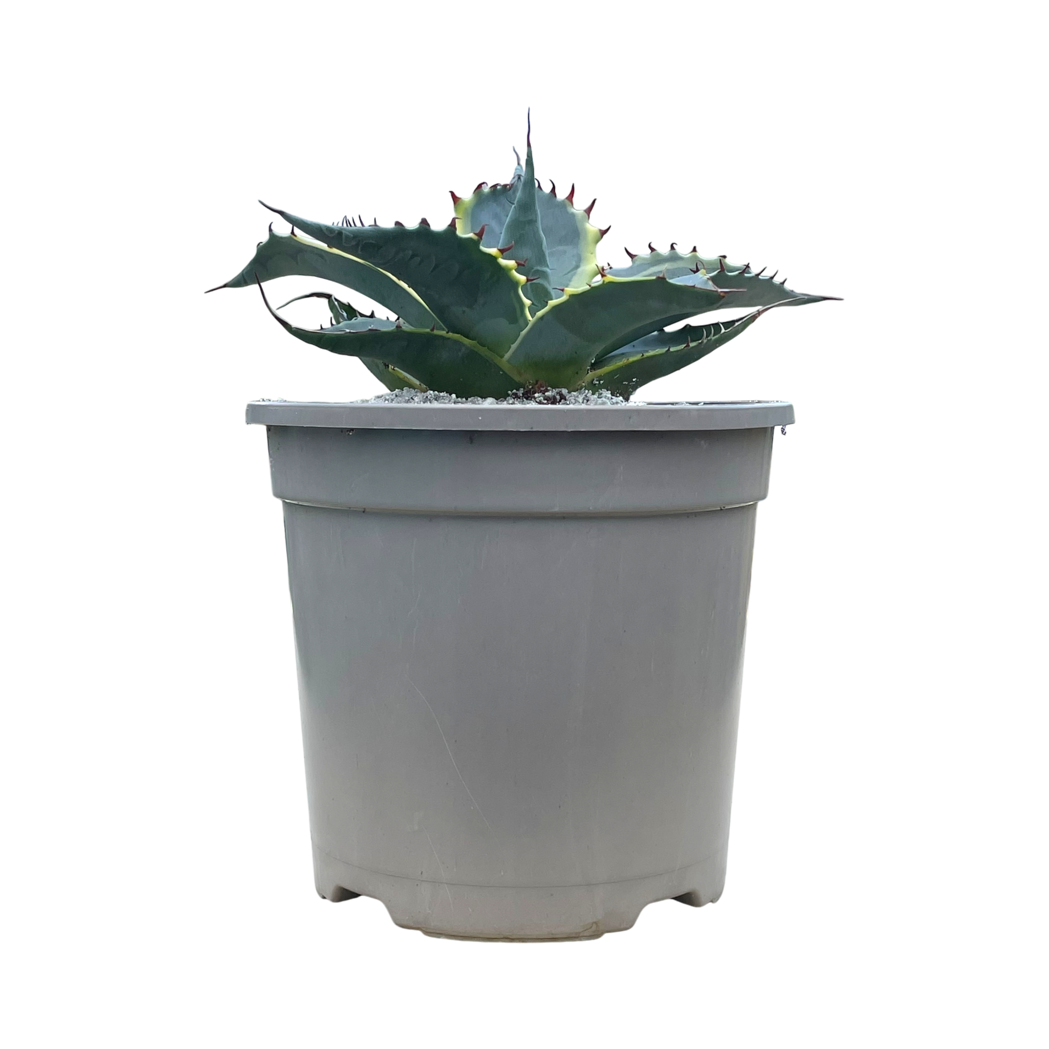 Agave parrasana 'Fireball'