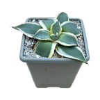 Agave applanata 'Cream Spike'