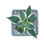 Agave applanata 'Cream Spike'