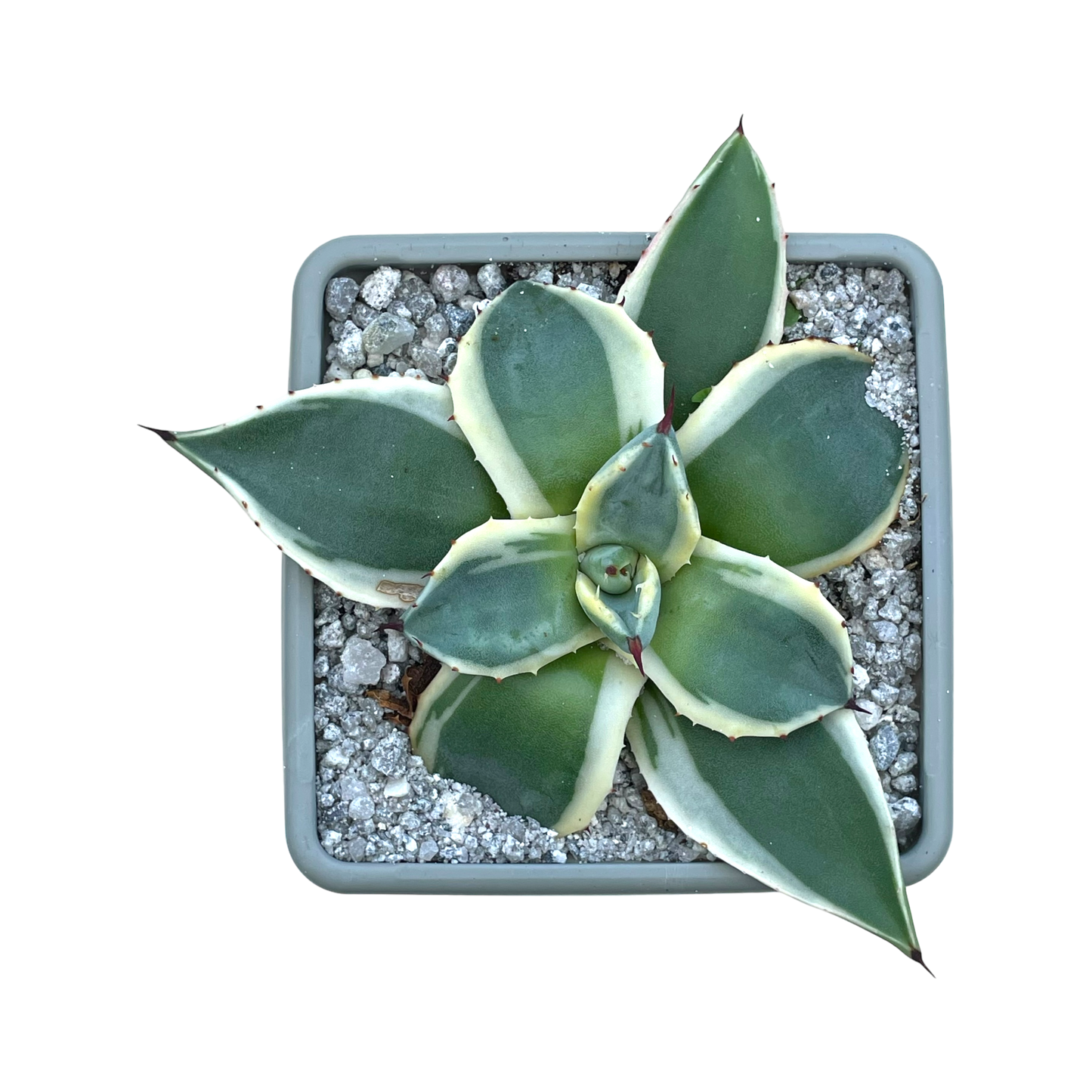 Agave applanata 'Cream Spike'