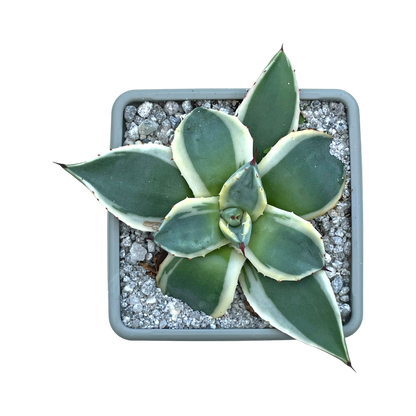 Agave applanata 'Cream Spike'