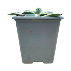 Agave applanata 'Cream Spike'