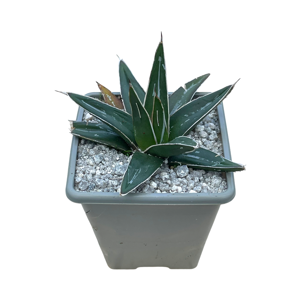 Agave victoriae-reginae