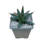 Agave victoriae-reginae