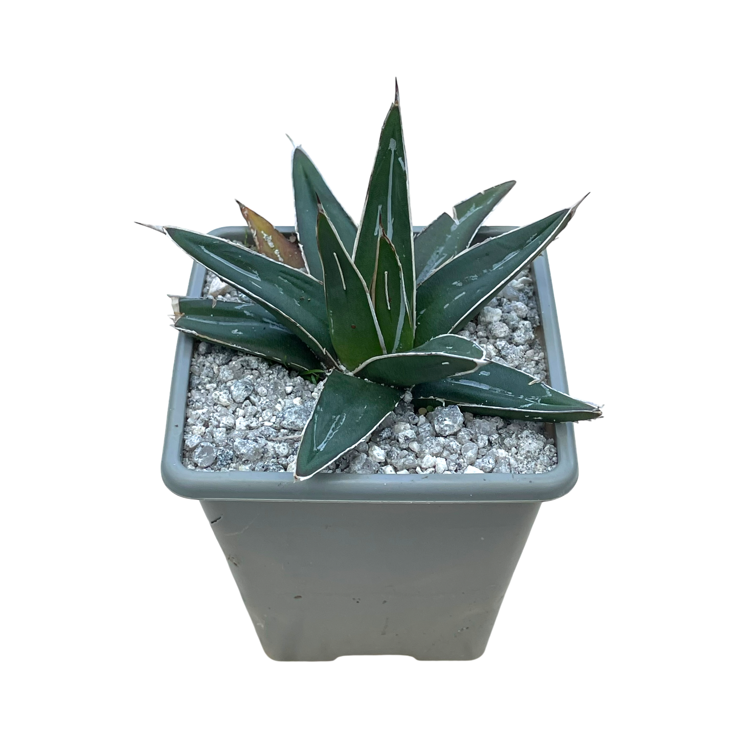 Agave victoriae-reginae