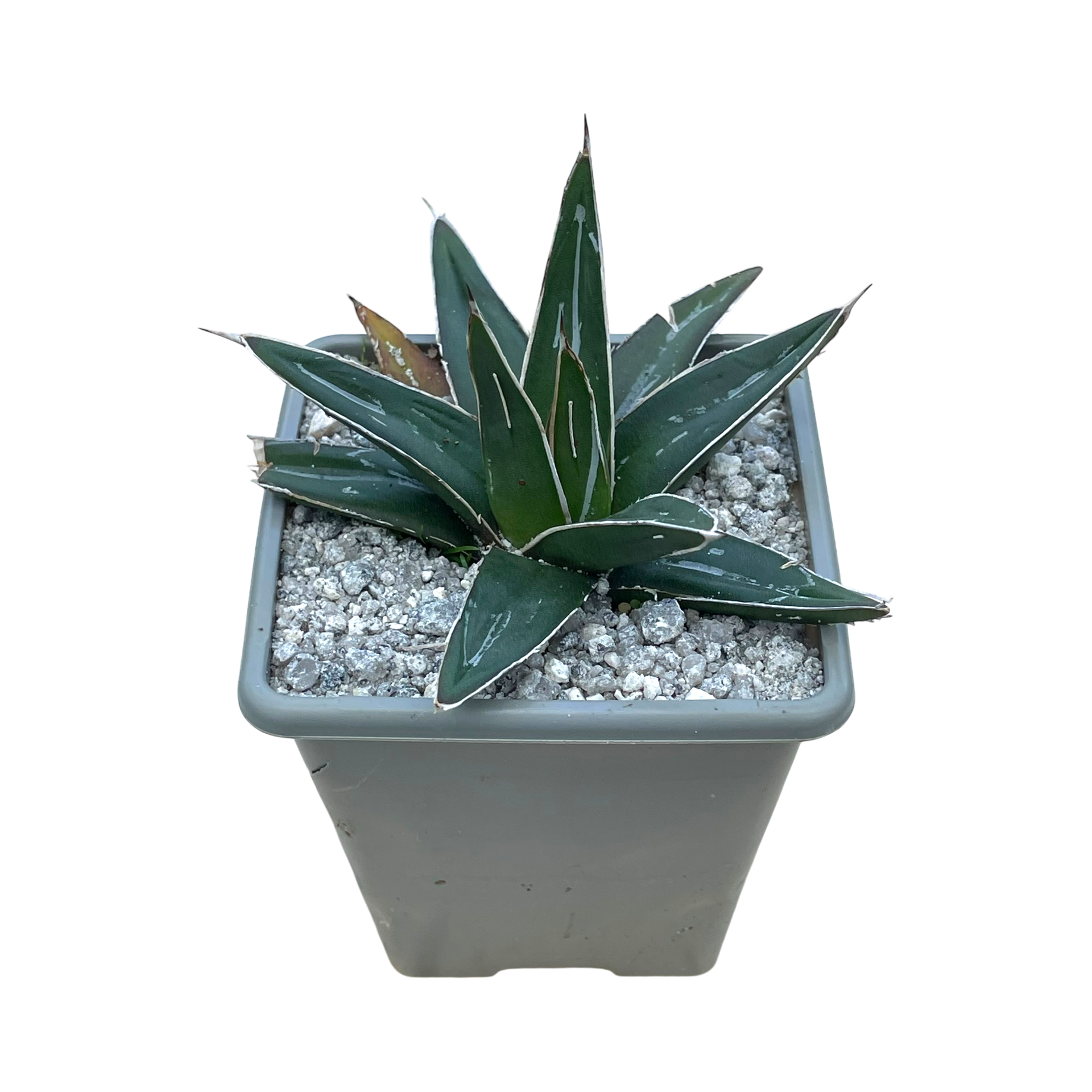 Agave victoriae-reginae – Surreal Succulents