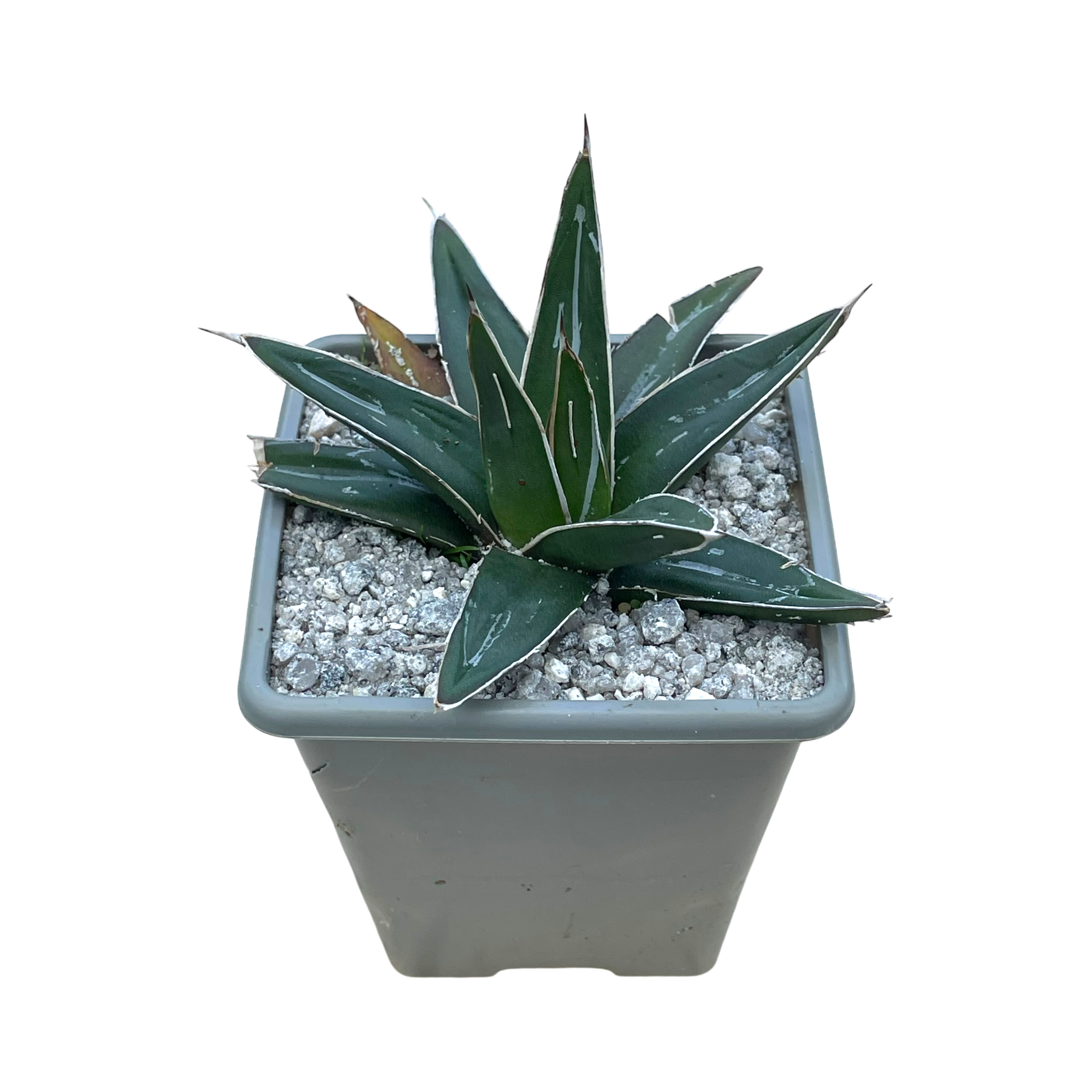 Agave victoriae-reginae