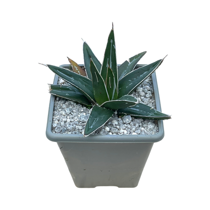 Agave victoriae-reginae