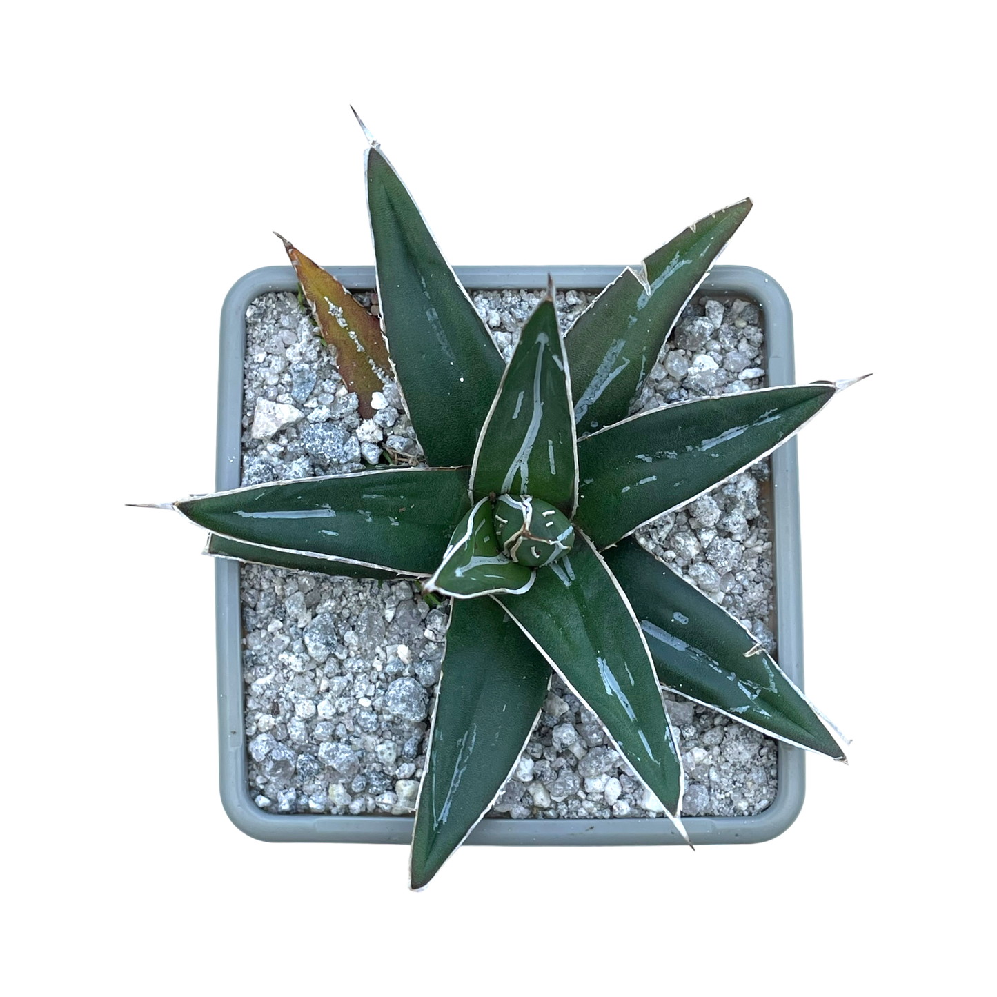 Agave victoriae-reginae