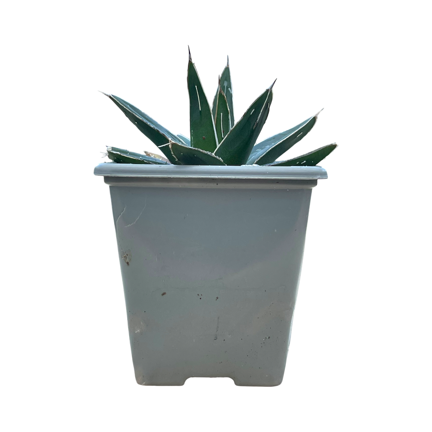 Agave victoriae-reginae