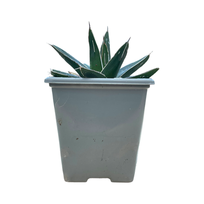 Agave victoriae-reginae