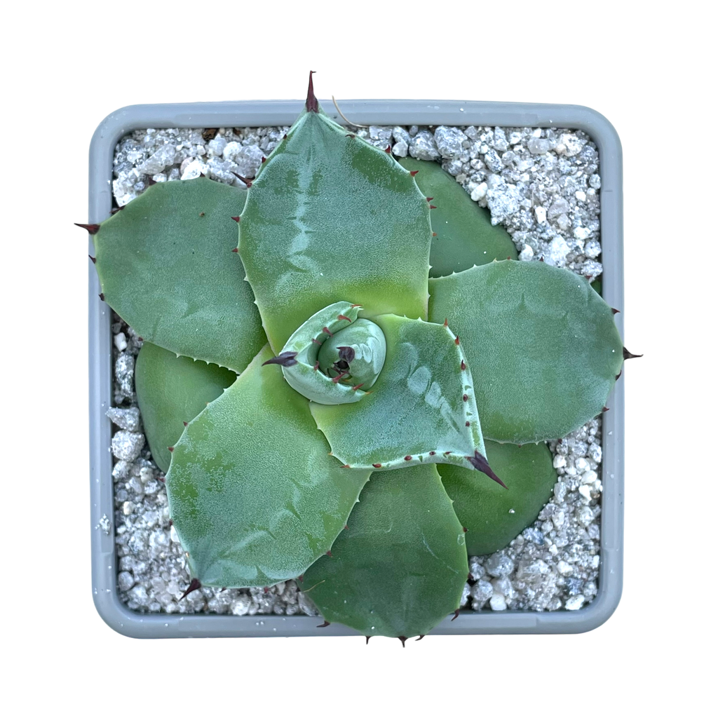 Agave applanata