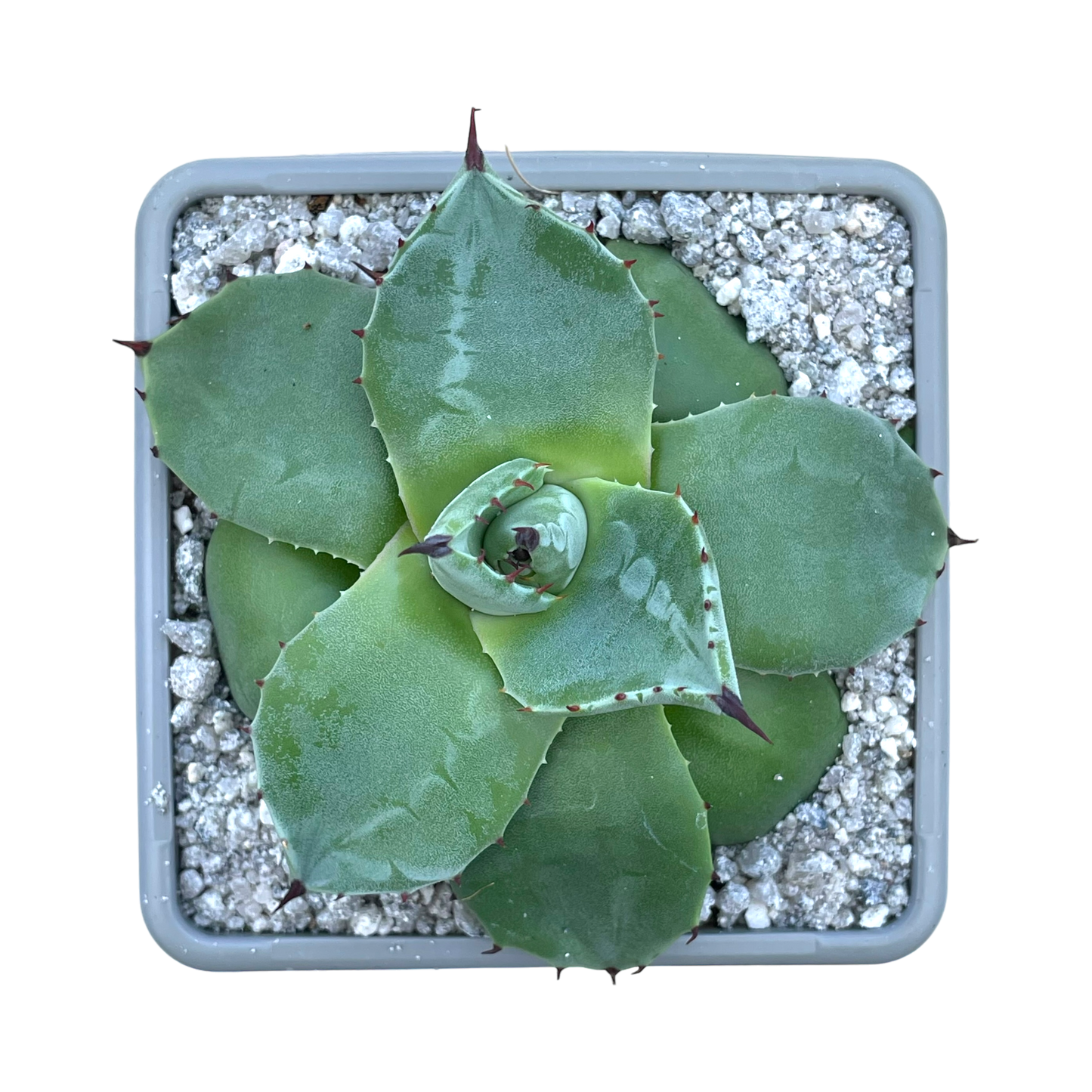 Agave applanata