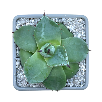 Agave applanata