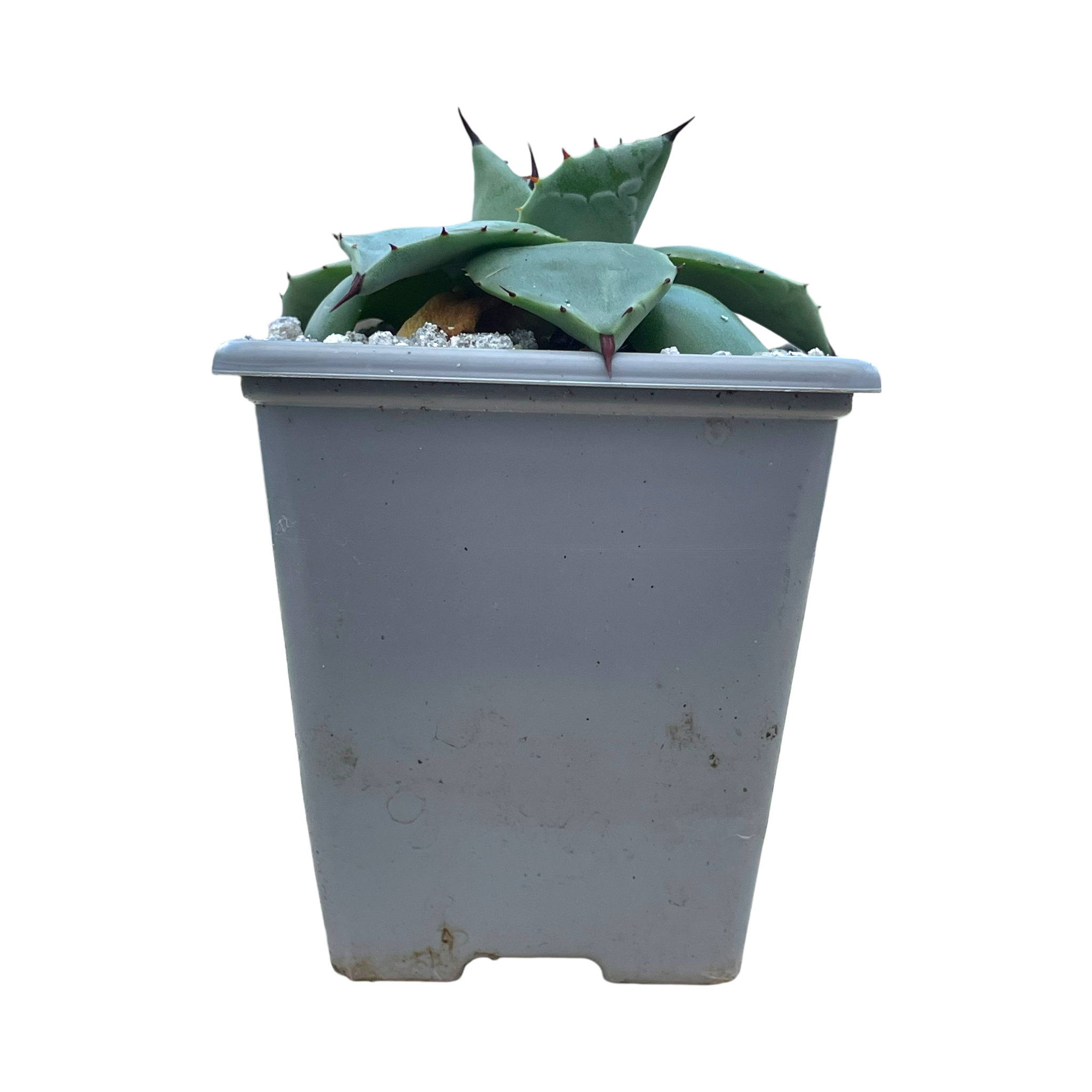 アガベ・アプラナータ – Surreal Succulents アガベ・アプラナータ – Surreal Succulents