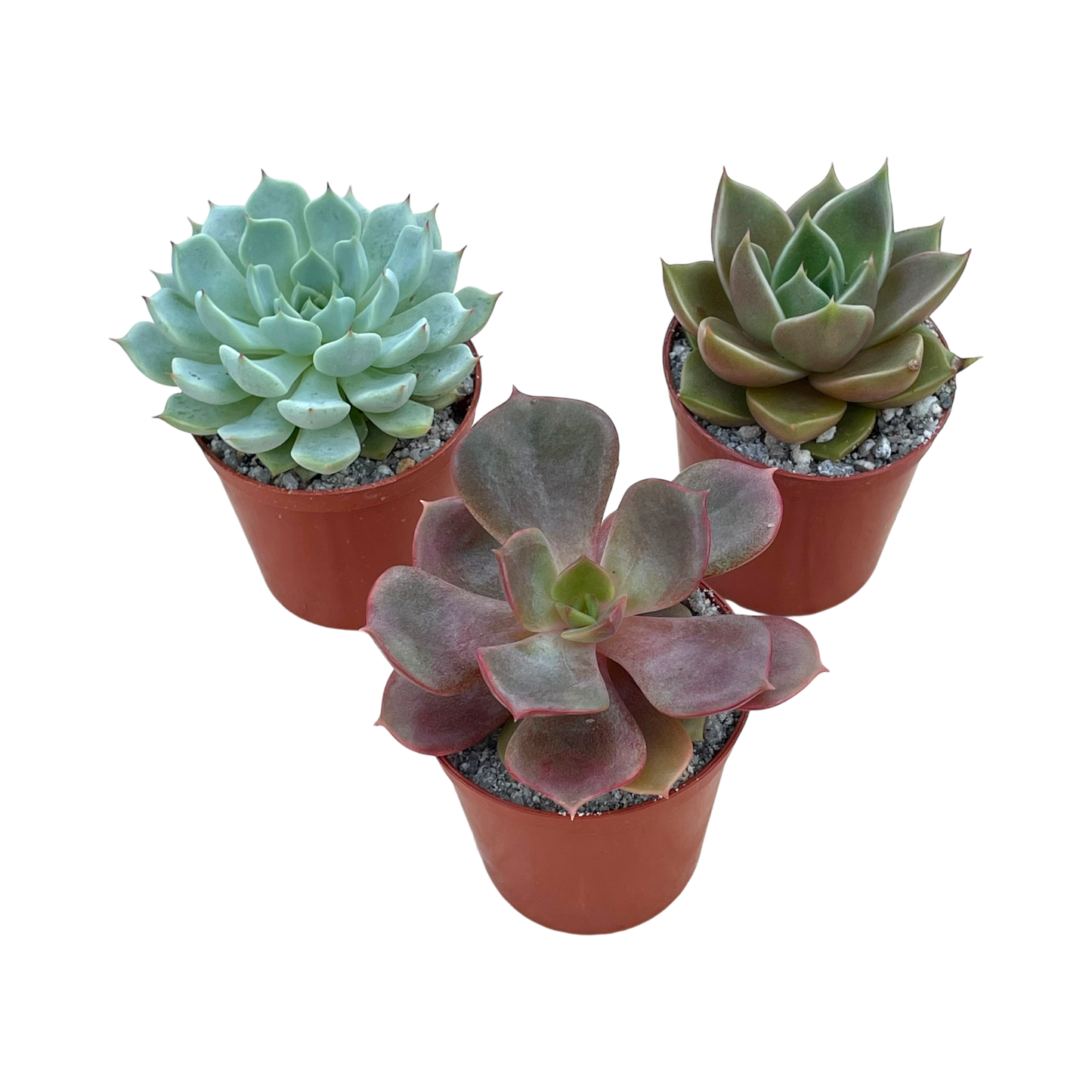 Mixed Echeveria Bundle